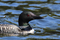 loon-art