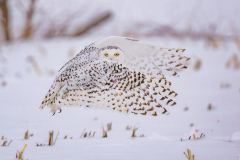 Brien-Richards-Snowy-Owl-looking-at-you