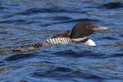 Baby loon on Mama - Along for the ride.  Photo on canvas.