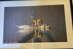 Lovely Swans by Stephen G. Hobson Framed Photography